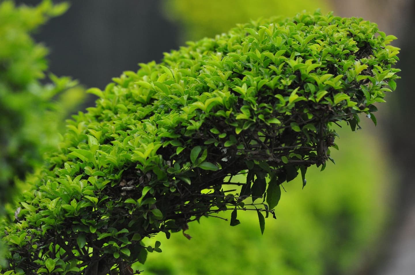 Neatly trimmed hedge row